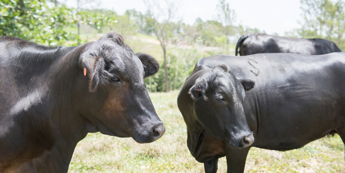 bragus produccion local